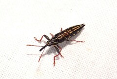 Rhinotia semipunctata