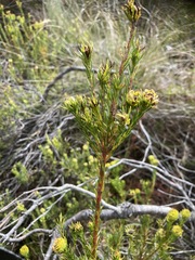 Leucadendron laxum