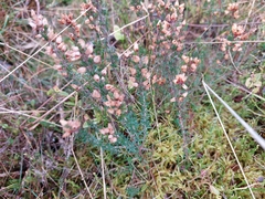 Erica tetralix
