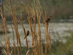 Prinia inornata