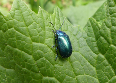 Oreina cacaliae