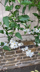 Solanum laxum