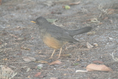 Turdus olivaceus olivaceus