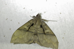 Ischyja