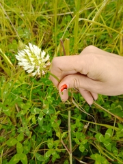 Trifolium vesiculosum