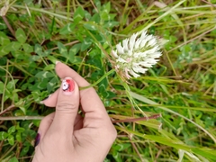 Trifolium vesiculosum
