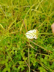 Trifolium vesiculosum