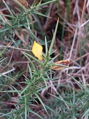 Ulex gallii