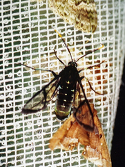 Nyridela acroxantha