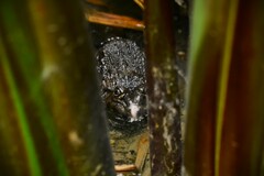 Hoplobatrachus chinensis