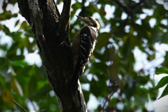 Yungipicus canicapillus