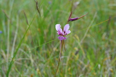 Diuris punctata