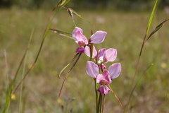 Diuris punctata