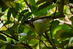 Pycnonotus sinensis formosae