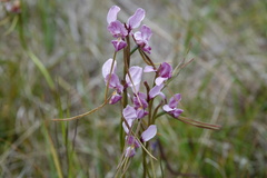 Diuris punctata