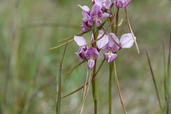 Diuris punctata