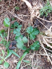 Potentilla erecta