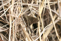 Thorybes dorantes dorantes