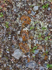 Solorina crocea