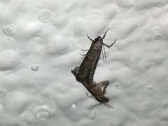 Lepidoptera