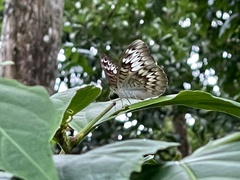Tanaecia