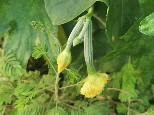 Sponge Gourd