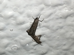 Lepidoptera