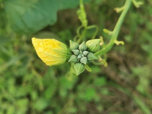 Sponge Gourd