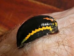Richardsonianus australis