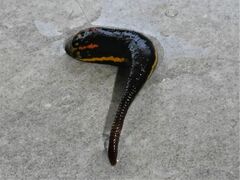 Richardsonianus australis