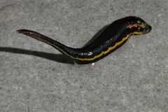 Richardsonianus australis