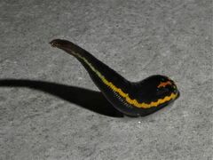 Richardsonianus australis