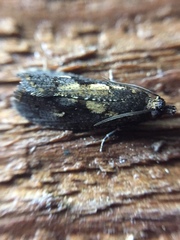Cryptaspasma querula