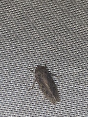 Curtara insularis