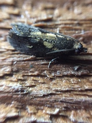 Cryptaspasma querula