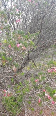 Melaleuca quadrifida