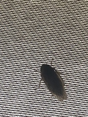 Curtara insularis