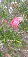 Melaleuca quadrifida