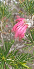 Melaleuca quadrifida