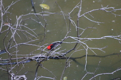 Myzomela sanguinolenta