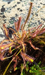 Drosera capensis