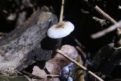 Mycena chlorophos
