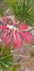 Melaleuca quadrifida