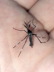 Toxorhynchites speciosus