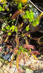Drosera capensis