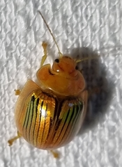 Paropsisterna basalis