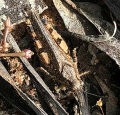 Pycnostictus seriatus