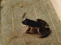 Euphlyctis cyanophlyctis