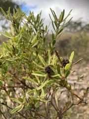 Leucadendron modestum
