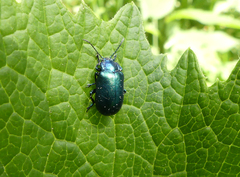 Oreina cacaliae